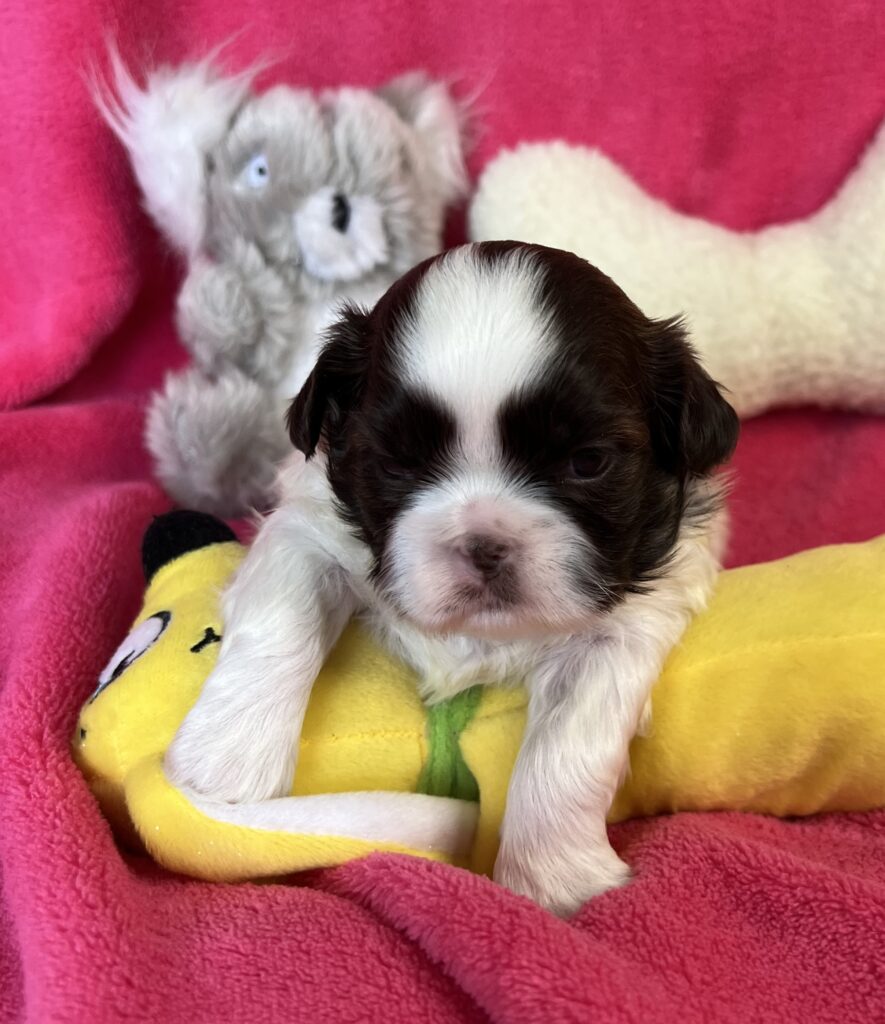 Shih Poo Or Shihpoo Precious Pocket Pups shih-poo-or-shihpoo-precious-pocket-pups