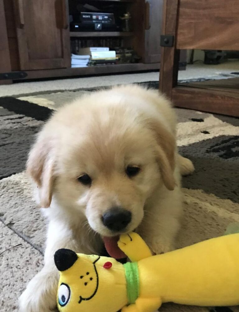 Golden Retriever