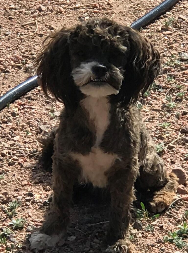 Shih-poo