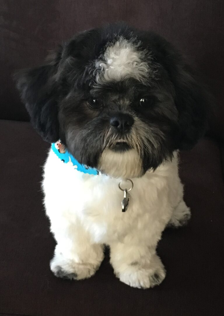 Shihpoo