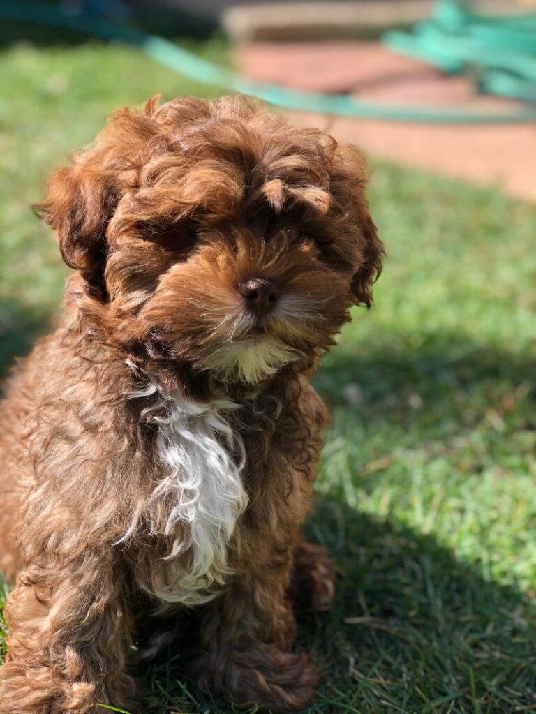 Shih-poo