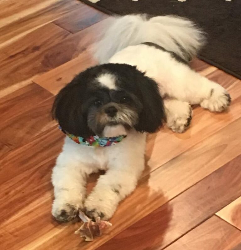Shih-poo