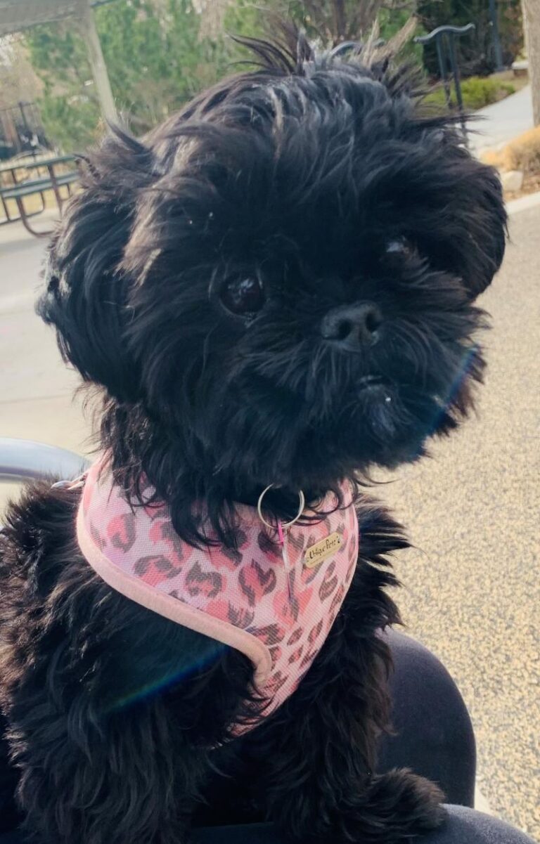 Shih-poo