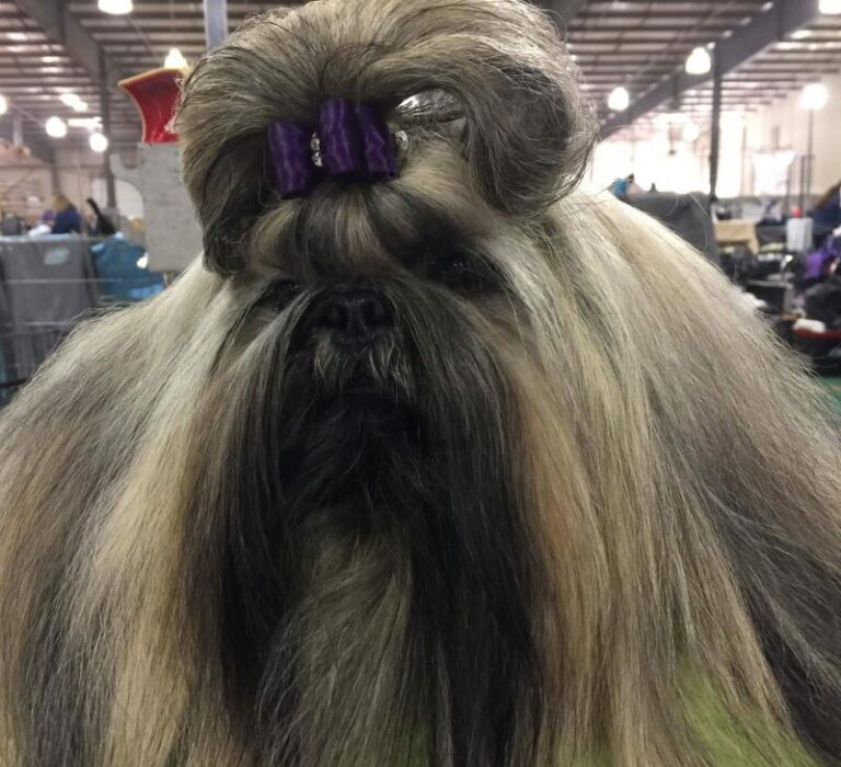 Shih-tzu