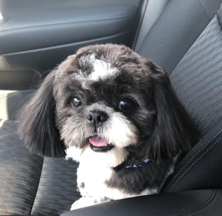 Shih-tzu