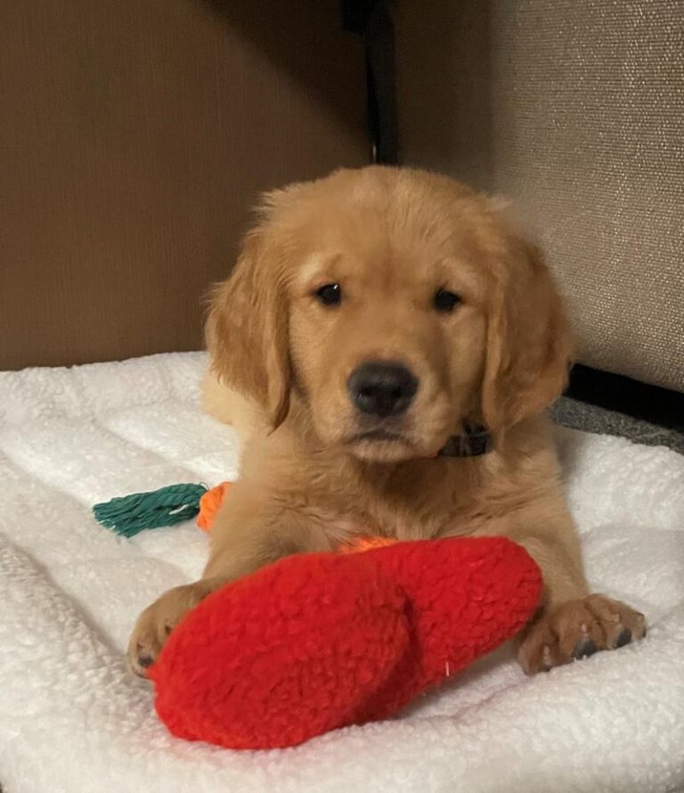 Golden Retriever
