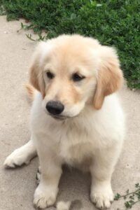 Golden Retriever breeder colorado