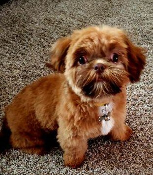 Shihpoo
