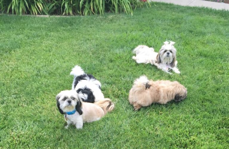 Shih-Tzu
