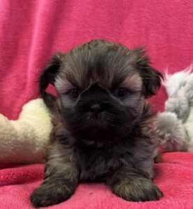 This image has an empty alt attribute; its file name is IMG_3871-947x1024.jpg