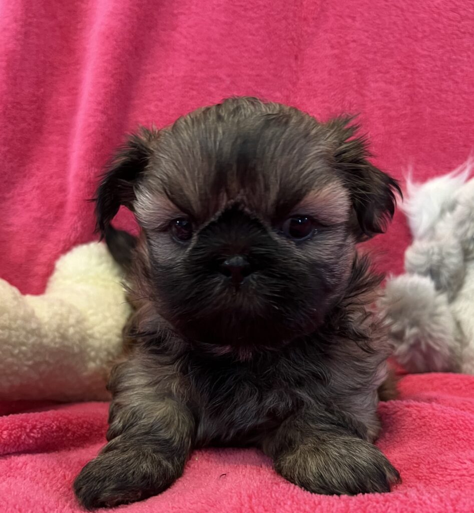 This image has an empty alt attribute; its file name is IMG_3871-947x1024.jpg