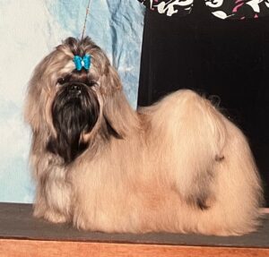 colorado shih-tuz breeder 