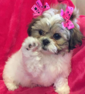 Shihpoo puppy