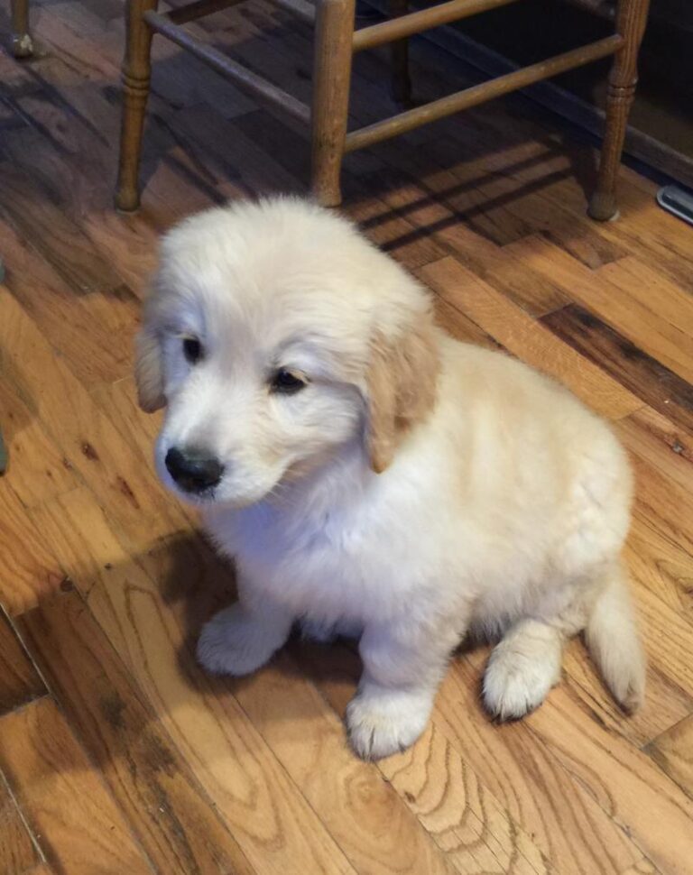 Golden Retriever